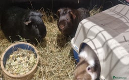 Guinea Pig rodents for sale: 3x guinea pigs - Image 1