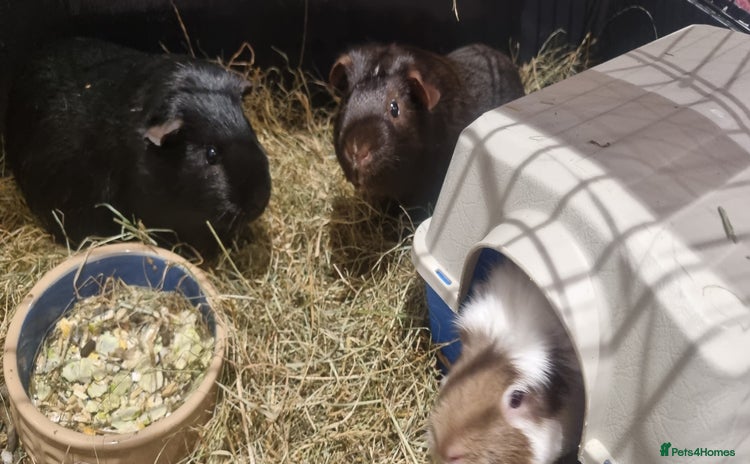 Guinea Pig rodents - Advert 10
