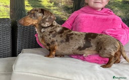 Miniature Dachshund dogs for stud: STUD chocolate dapple and tan miniature dachshund - Image 7