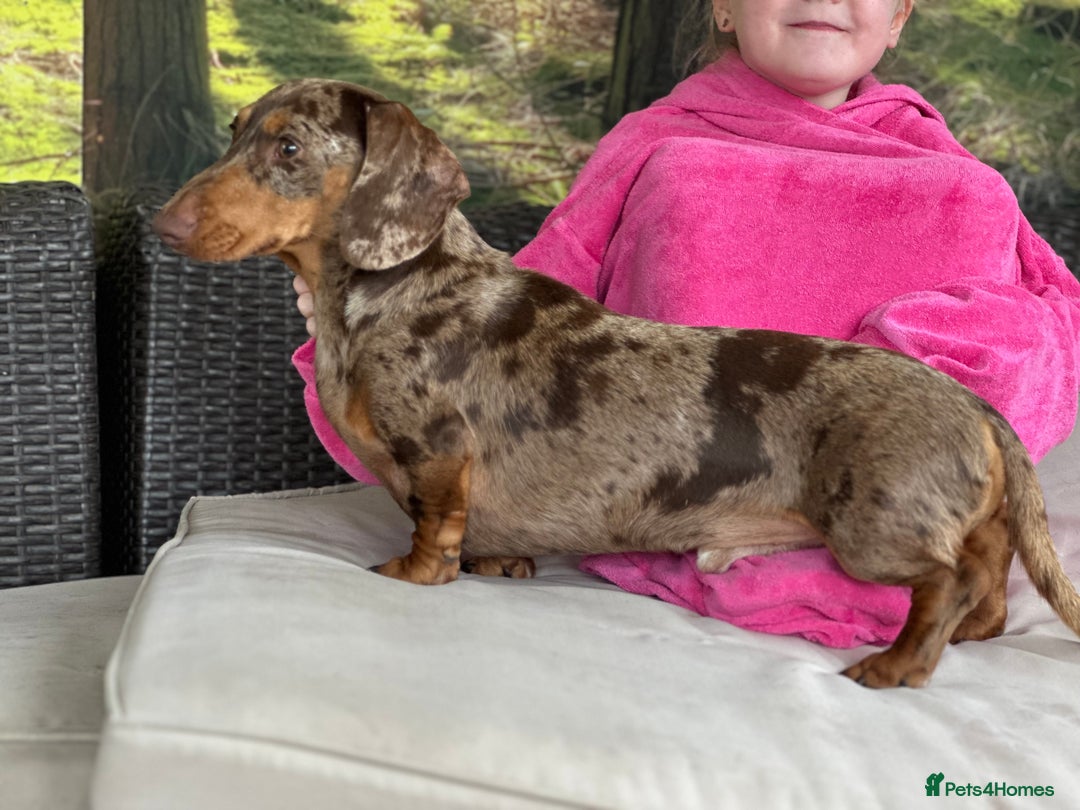 Miniature Dachshund dogs for stud: STUD chocolate dapple and tan miniature dachshund - Image 7