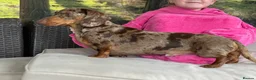 Miniature Dachshund dogs for stud: STUD chocolate dapple and tan miniature dachshund - Advert 7