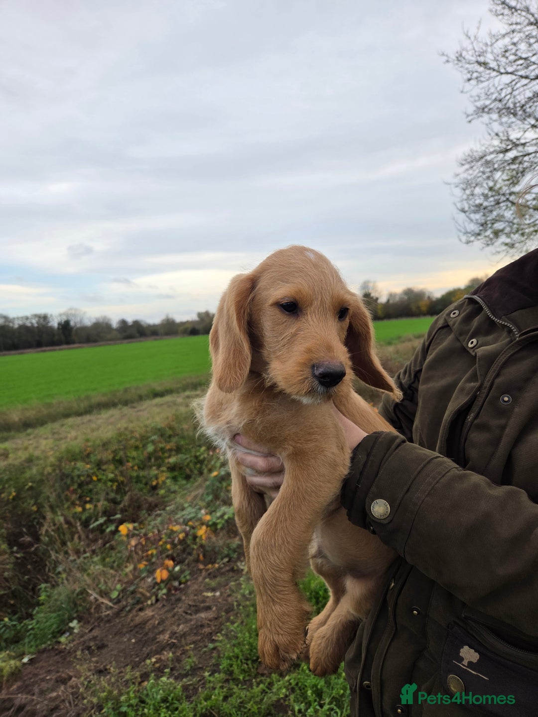 Labradoodle dogs for sale: 7 Miniture labradoodles  - Advert 7