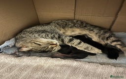 Persian cats for sale: Half Persian Kittens  - Image 3