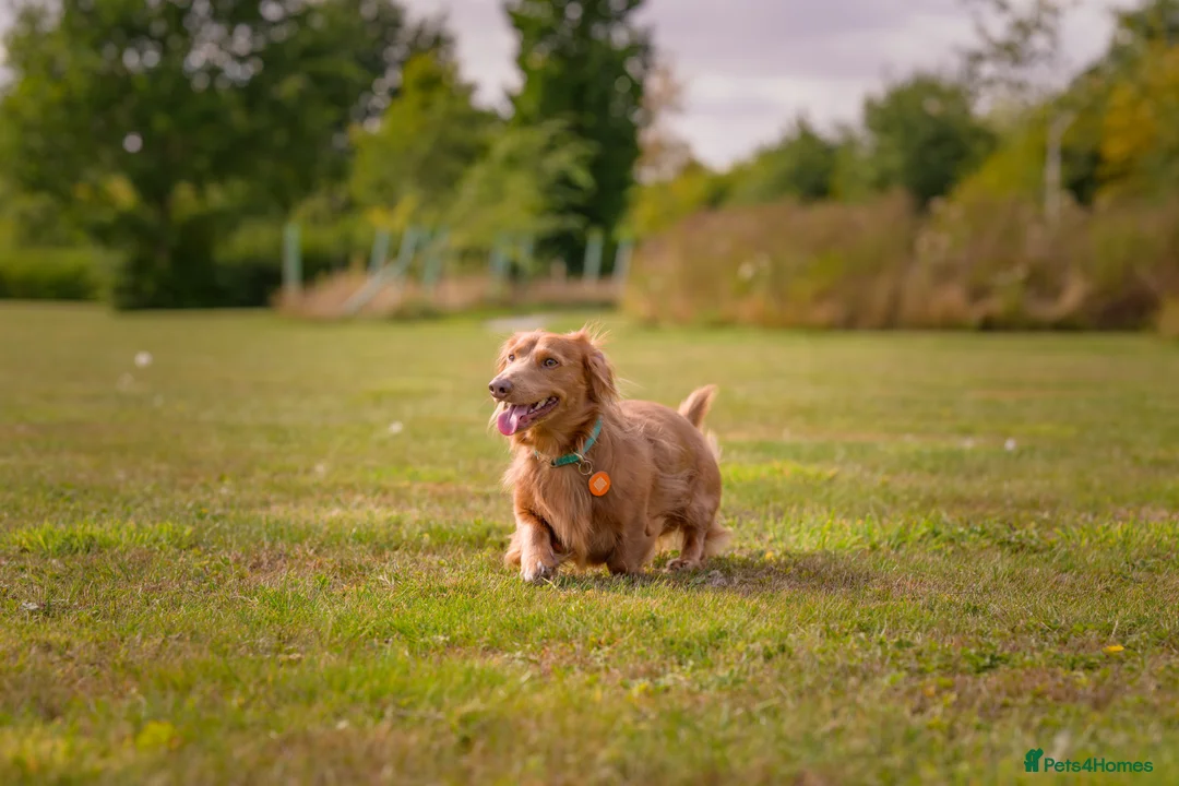 Miniature Dachshund dogs for stud: Miniature long haired dachshund for stud in Hull - Advert 6