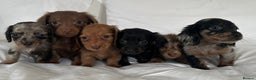Miniature Dachshund dogs for sale: 🐾Mini long haired dachshunds🐾 - Advert 11