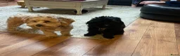 Shihpoo dogs for stud: Our Stunning Shihpoo Teddy for Stud duties in Stevenage - Advert 8
