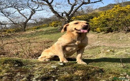 Labrador Retriever dogs for sale: KC Registered Yellow/Fox Red Labradors - Image 15