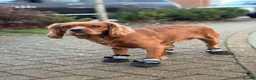 Cavalier King Charles Spaniel dogs for stud: Cavalier King Charles Spaniel for stud  - Advert 4