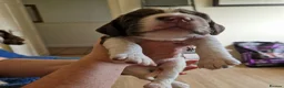 Sprocker dogs for sale: Gorgeous Sprocker Spaniel Puppies! - Advert 31