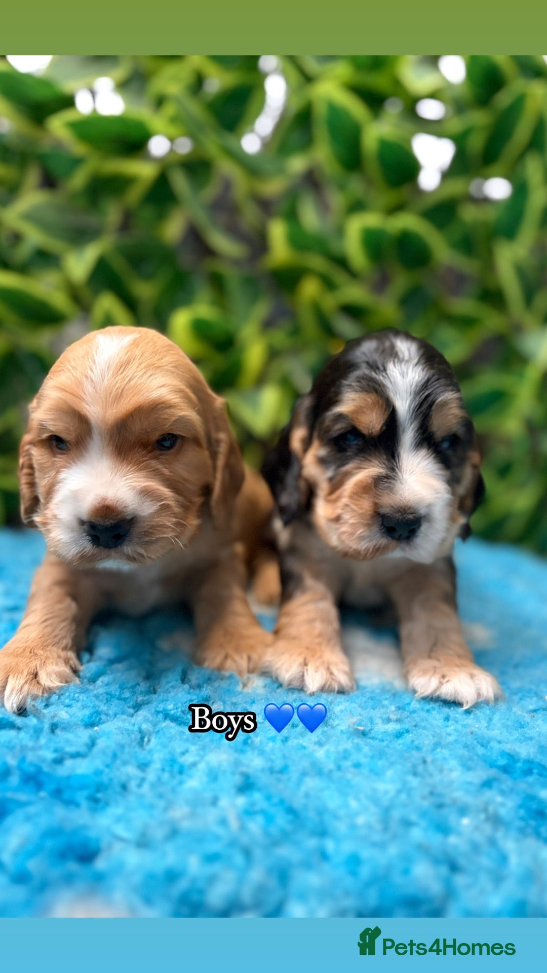 Cocker Spaniel dogs 🏆 Award Winning 🏆 - Advert 2