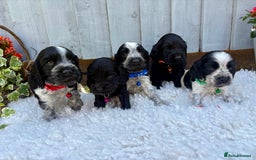 Cocker Spaniel dogs for sale: show type cocker spaniels puppies * ready now  - Image 1