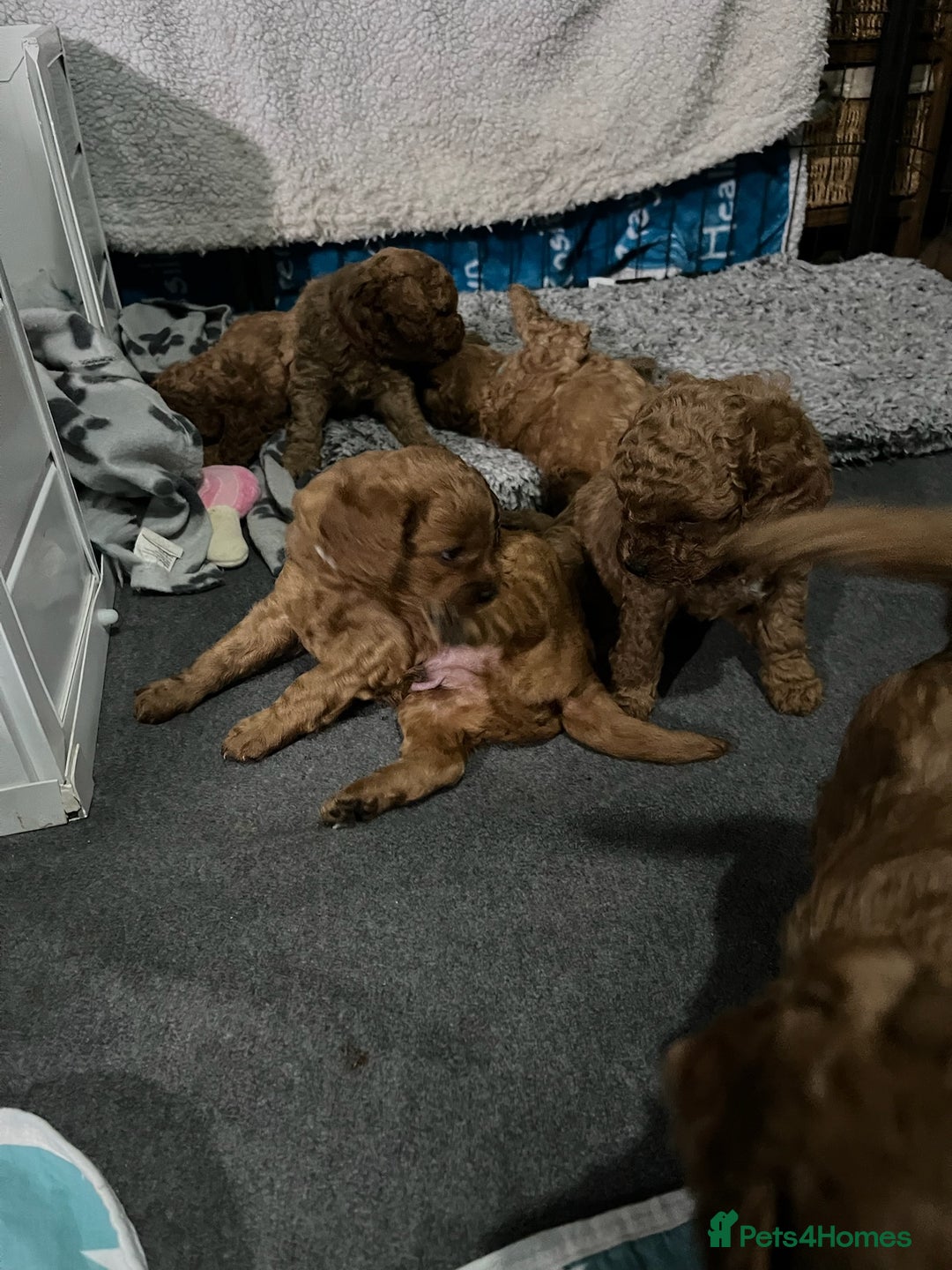 Cavapoo dogs for sale: Gorgeous Red Cavapoo Puppies - Image 10