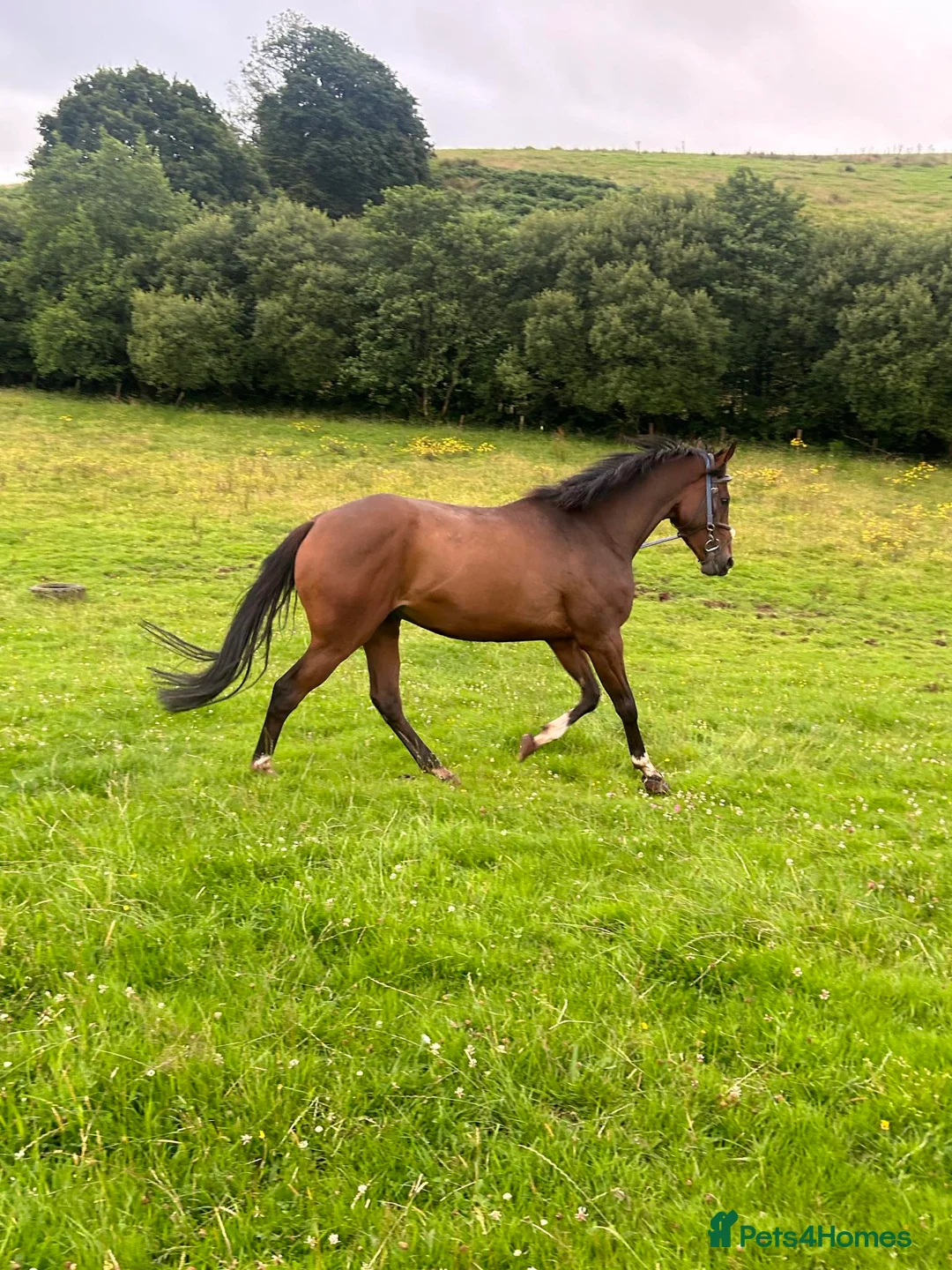 English Thoroughbred horses for sale: 16h rising 6 year old tb gelding  - Advert 6