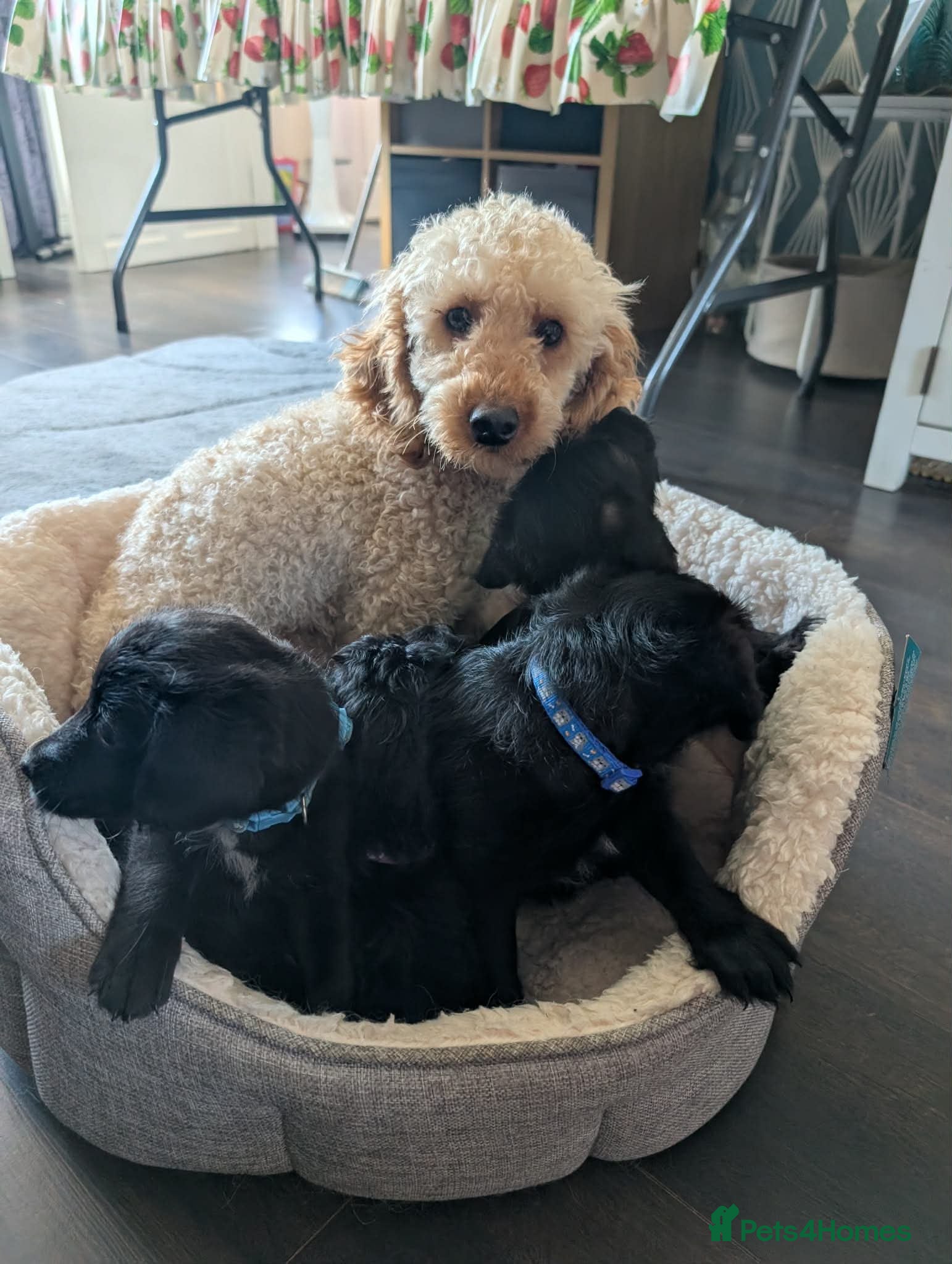 Mixed Breed dogs Poodle x frenchie - Advert 4