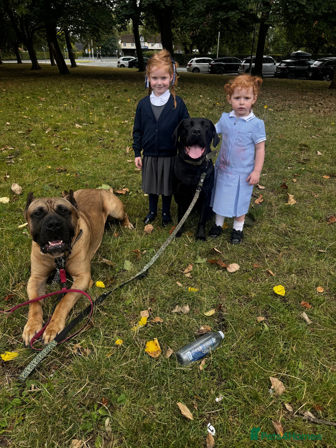 Mixed Breed dogs for sale: Gorgeous hardy pups - Advert 6