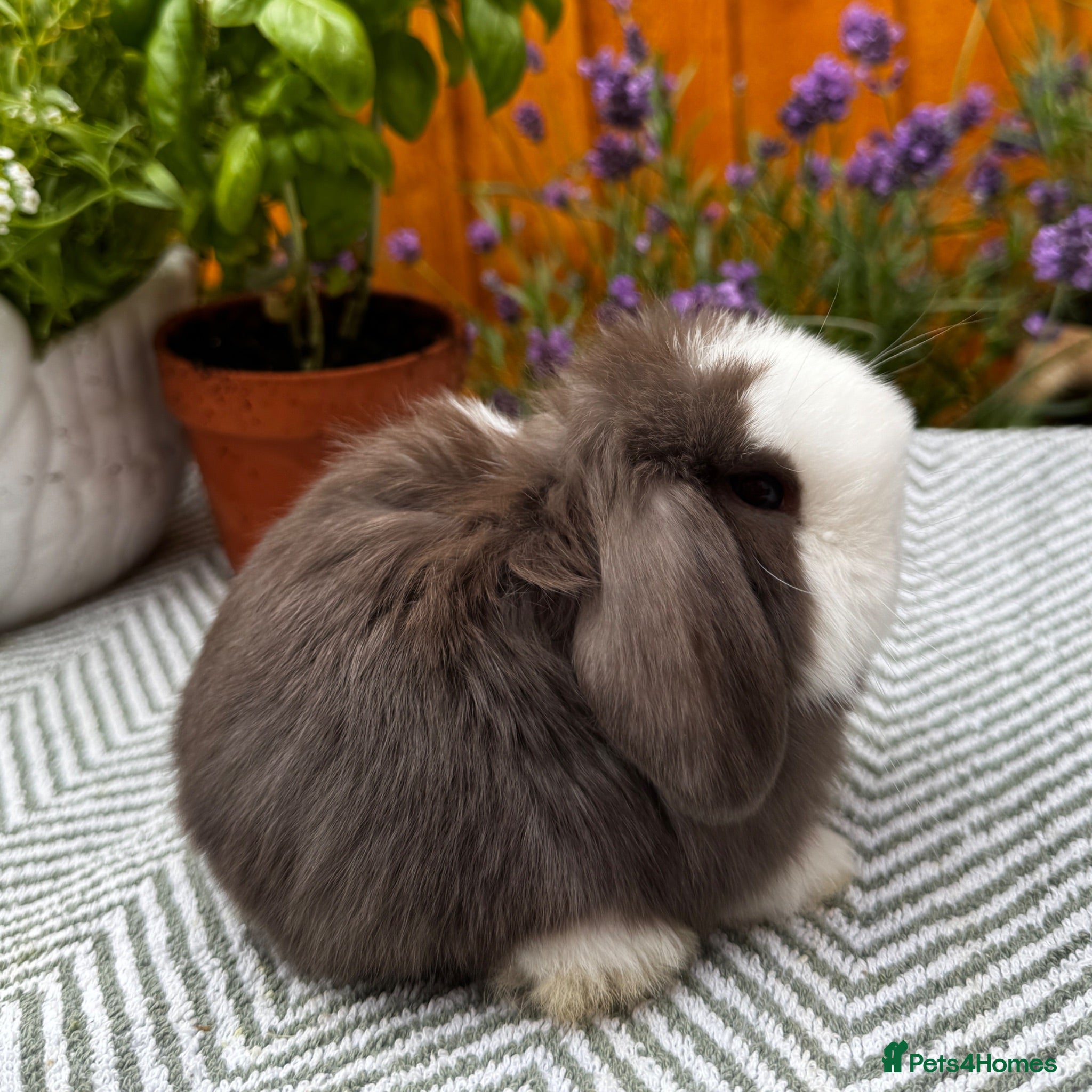 Mini Lop rabbits Minilop Rabbits For Sale. 🐰🏡 - Advert 1
