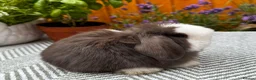 Mini Lop rabbits for sale: Minilop Rabbits For Sale. 🐰🏡 in Walsall - Advert 1