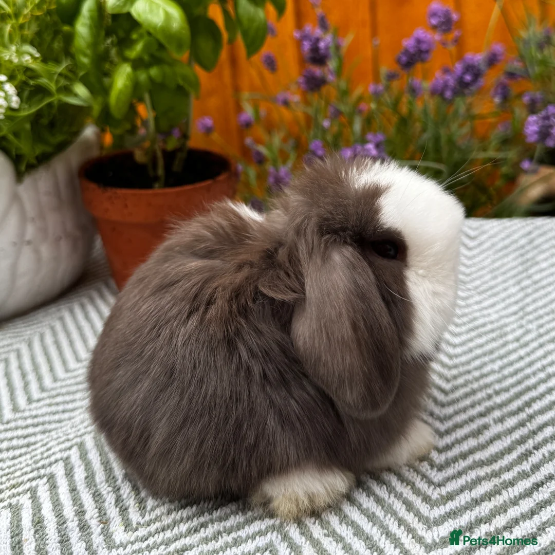 Mini Lop rabbits for sale: Minilop Rabbits For Sale. 🐰🏡 in Walsall - Advert 1