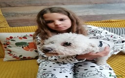 Bichon Frise dogs for adoption: 💙🐶 BARNEY 🐶💙 - Image 8