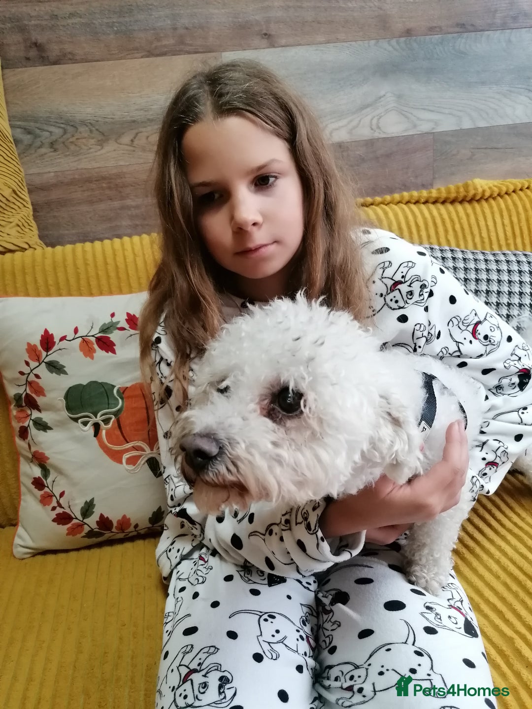Bichon Frise dogs for adoption: 💙🐶 BARNEY 🐶💙 - Image 8