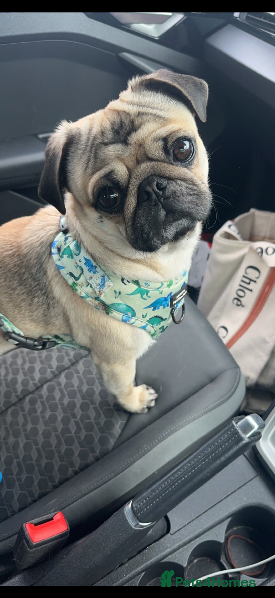 Pug dogs for stud: Pug to breed  - Advert 3