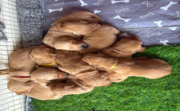 Golden Retriever dogs - Advert 3