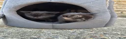 Mixed Breed cats for sale: Kittens for sale - Advert 4