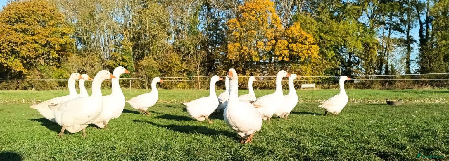 Geese poultry Large-strain Embden Geese-varying ages 2025 hatch - Advert 1