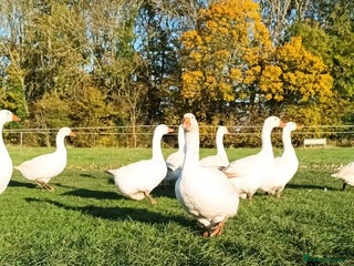Geese poultry Large-strain Embden Geese-varying ages 2025 hatch - Advert 1