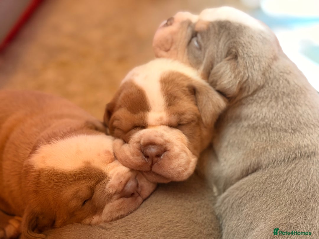 Olde English Bulldogge dogs for sale: Olde English Bulldog Puppies - Family Raised  - Advert 33