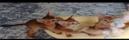 Abyssinian cats for sale: Abyssinian kittens for sale - Advert 21