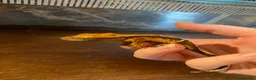 Gecko reptiles for sale: Crested Geckos x4 in Minehead - Advert 5
