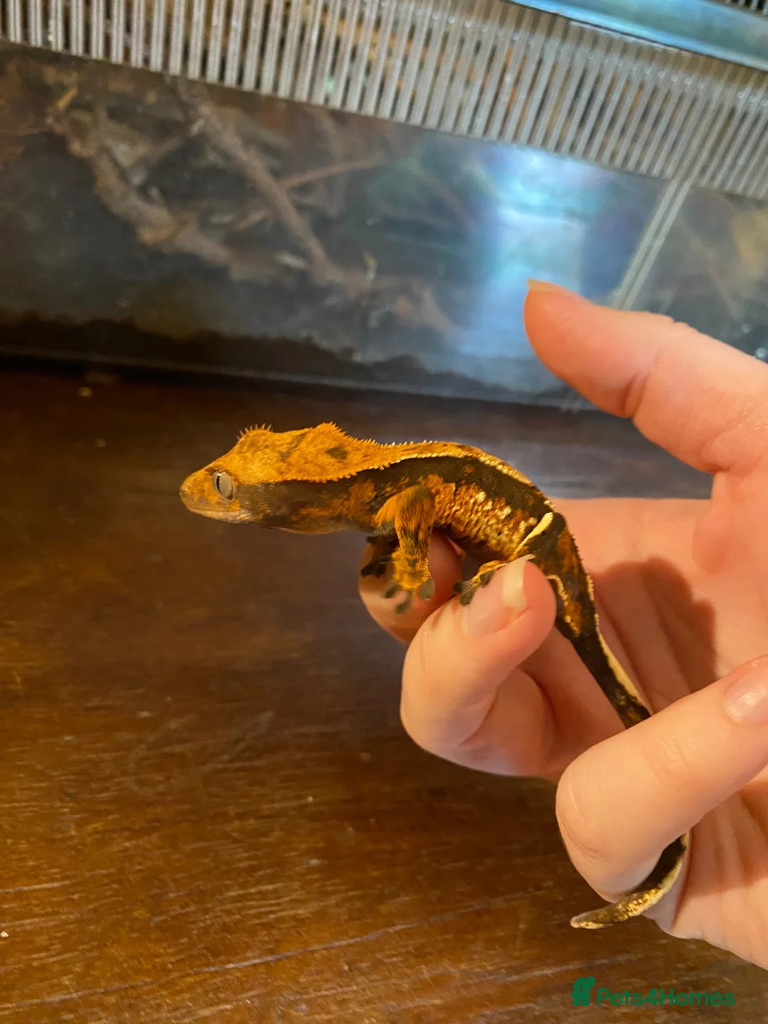 Gecko reptiles for sale: Crested Geckos x4 in Minehead - Advert 5
