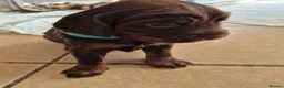Sprocker dogs for sale: 4 GIRL SPROCKERS AVAILABLE 5th july  - Advert 3