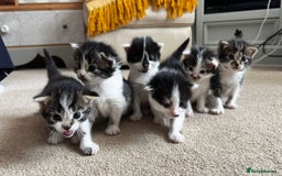 Mixed Breed cats for sale: Adorable bundles of fluff - Image 1
