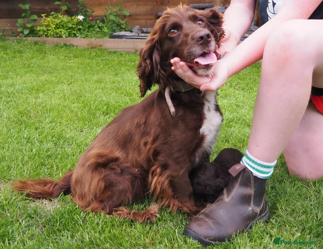 Cocker Spaniel dogs for sale: KC registered Working Cockers- Maesydderwen bred - Advert 25