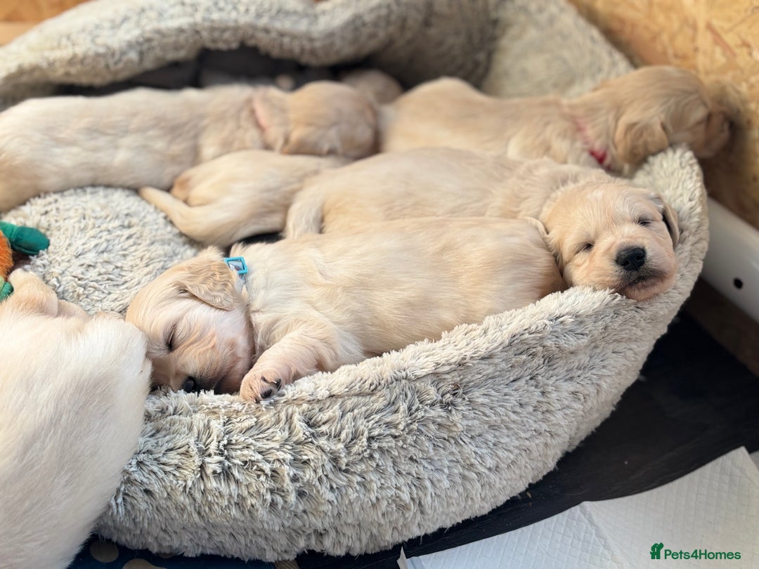 Golden Retriever dogs for sale: Golden retriever puppies  - Image 1