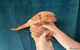 Hungarian Vizsla dogs for sale: KC Reg Hungarian Vizsla Puppies-Imported Lineage - Image 27