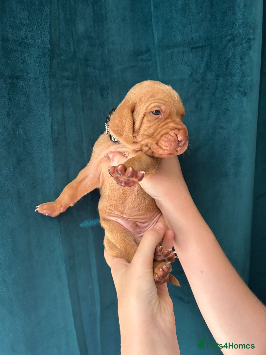 Hungarian Vizsla dogs for sale: KC Reg Hungarian Vizsla Puppies-Imported Lineage - Image 27