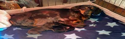 Miniature Dachshund dogs for sale: Miniature daschund  - Advert 3