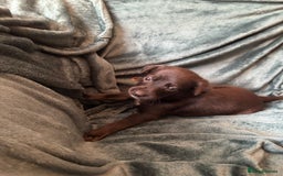Mixed Breed dogs for sale: Beautiful whippet cross labrador(collie) puppies  - Image 16