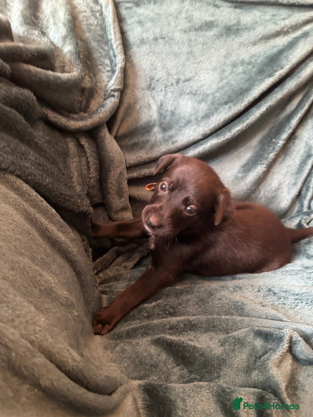 Mixed Breed dogs for sale: Beautiful whippet cross labrador(collie) puppies  - Image 16