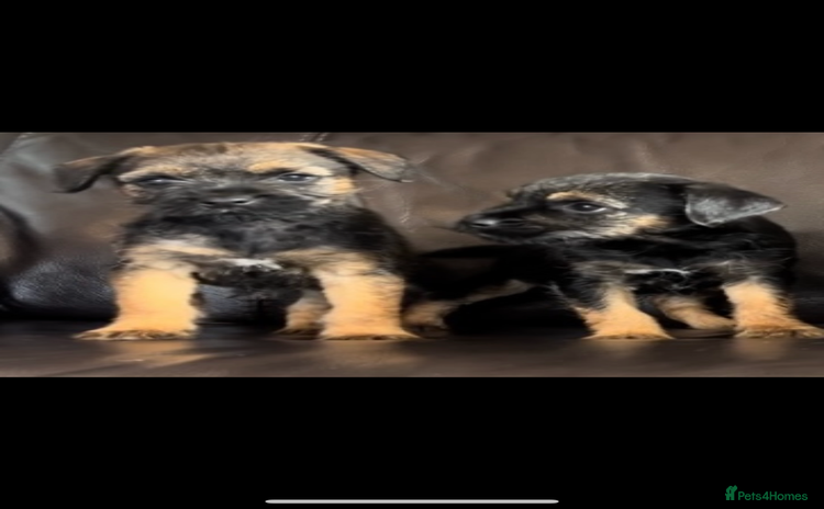 Border Terrier dogs - Advert 1