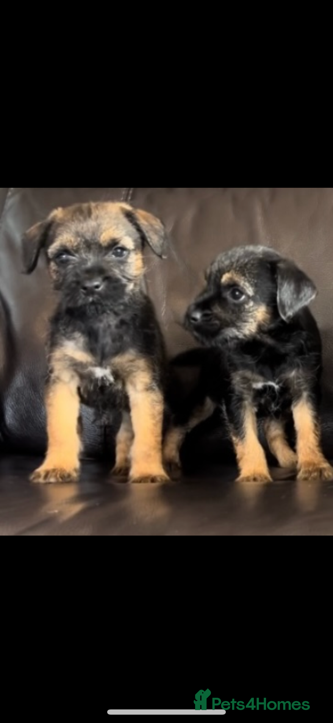 Border Terrier dogs for sale: Border Terrier puppies - Image 4