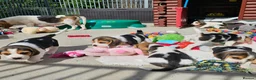 Beagle dogs for sale: Stunning Litter of KC Registered Beagle Pups  in Thirsk - Advert 18