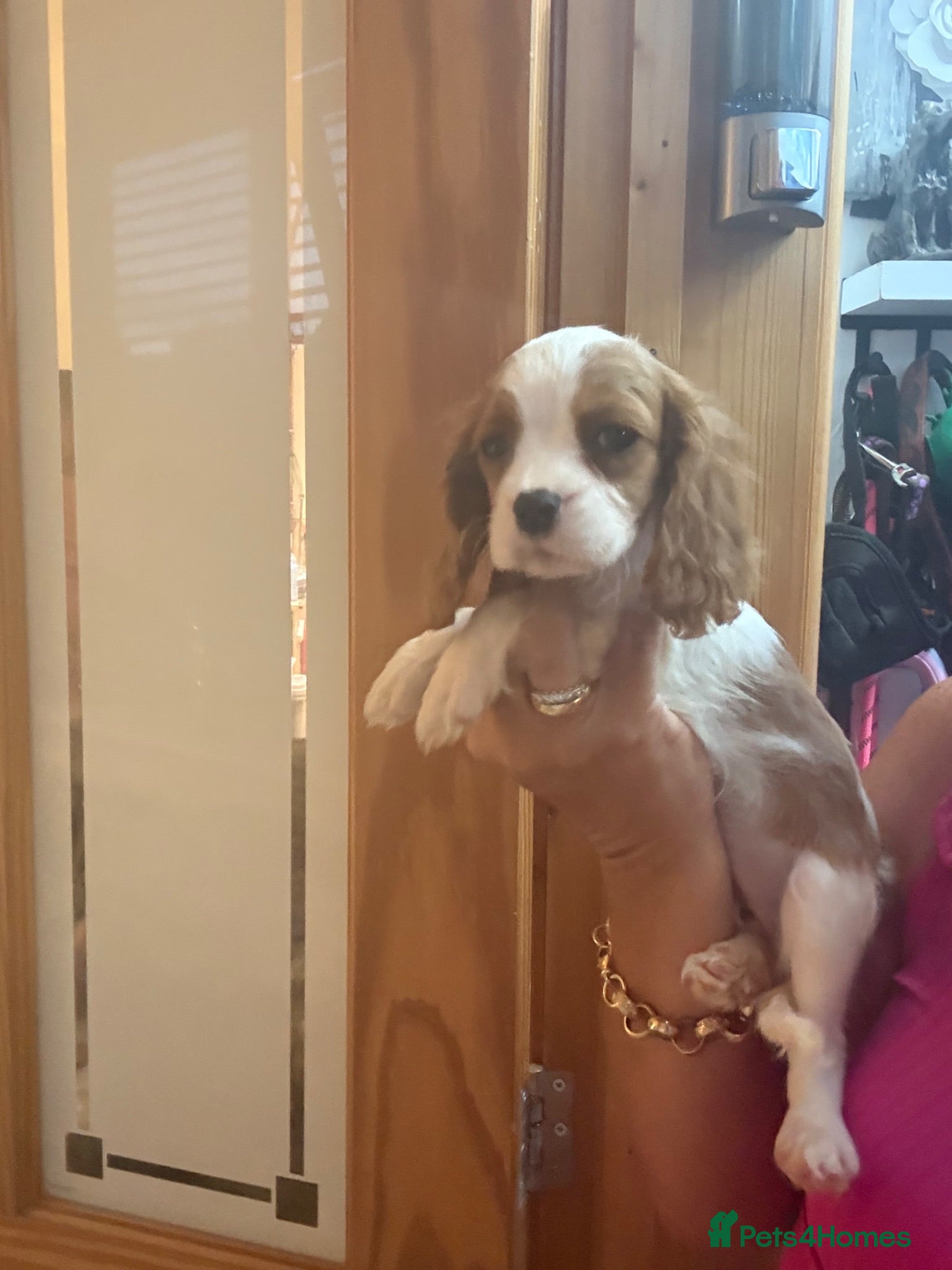 Cavalier King Charles Spaniel dogs Royal kennel club cavalier puppies dna clear - Advert 2