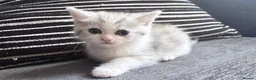 Persian cats for sale: PERSIAN CHINCHILLAS X - Advert 8