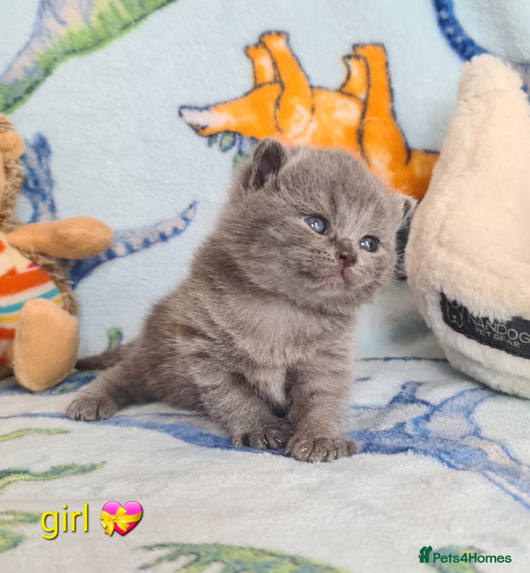 British Shorthair cats British ShortHair Kittens 💝GCCF  - Advert 2