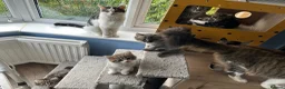 Mixed Breed cats for sale: Beautiful Kittens READY NOW!!! - Advert 8