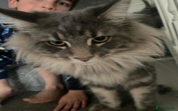 Maine Coon cats for sale: Friendly Stripy Grey Male Maine Coon  - Image 8